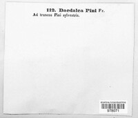 Porodaedalea pini image